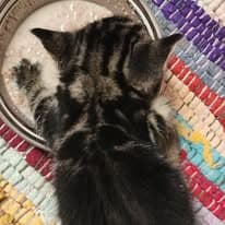 Black kitten eating from a dish on a colorful mat