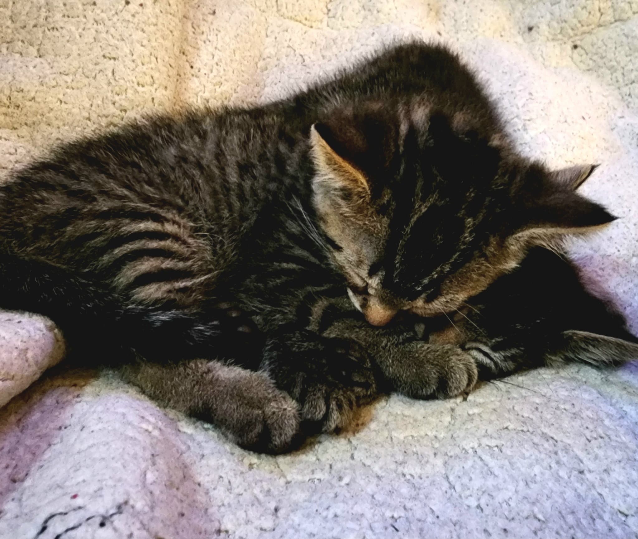 Two tabby kittens sleeping together on soft blanket