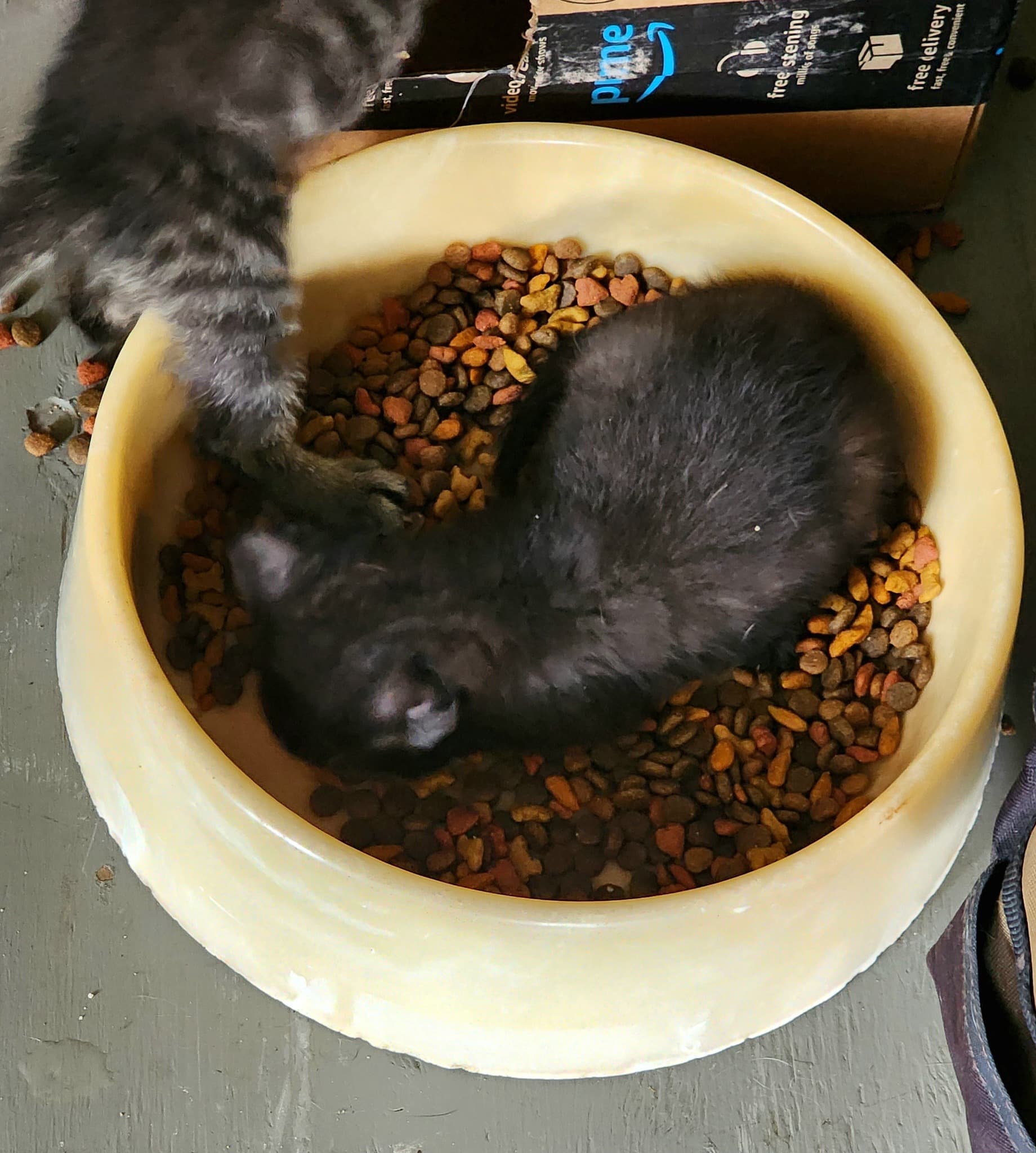 Foster kitten napping in a food bowl