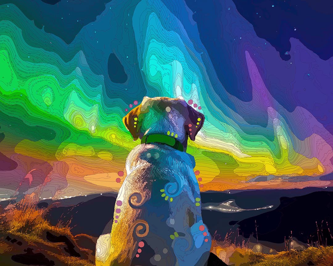 Aurora Labrador