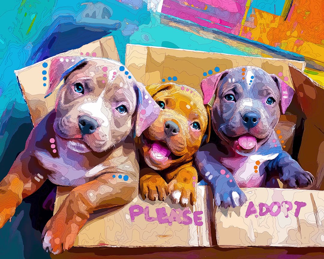 Box Of Adoptables